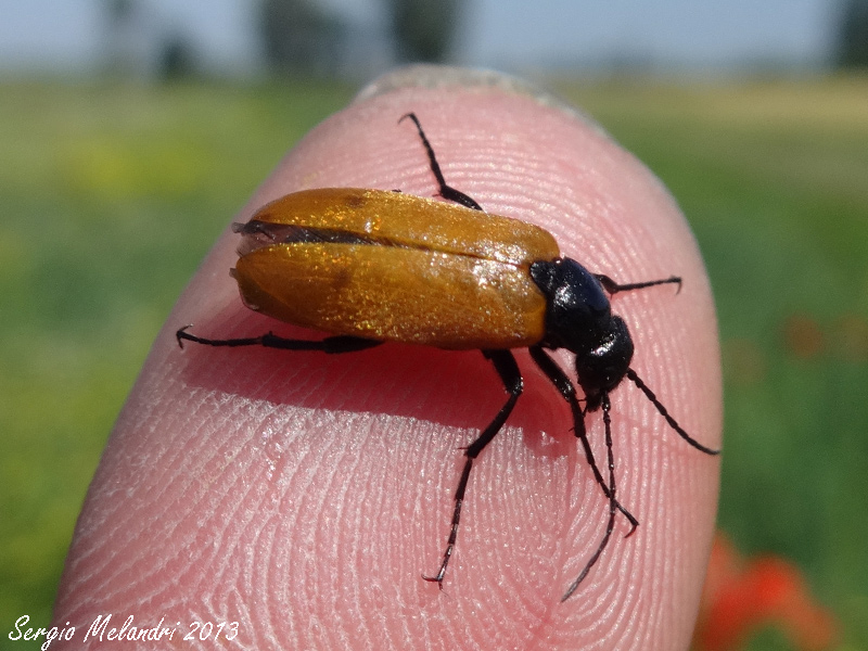 Meloidae da id.: Euzonitis quadrimaculata